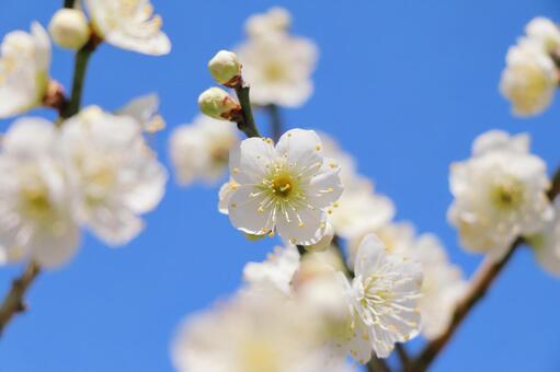 白い梅の花 梅,春,花の写真素材