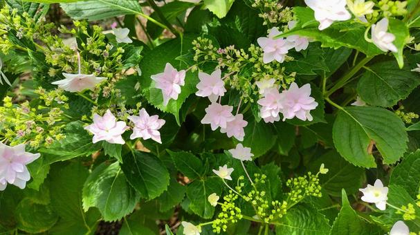 可愛い花びらのあじさい1 可愛い花びらのあじさい1 あじさい,花,植物の写真素材