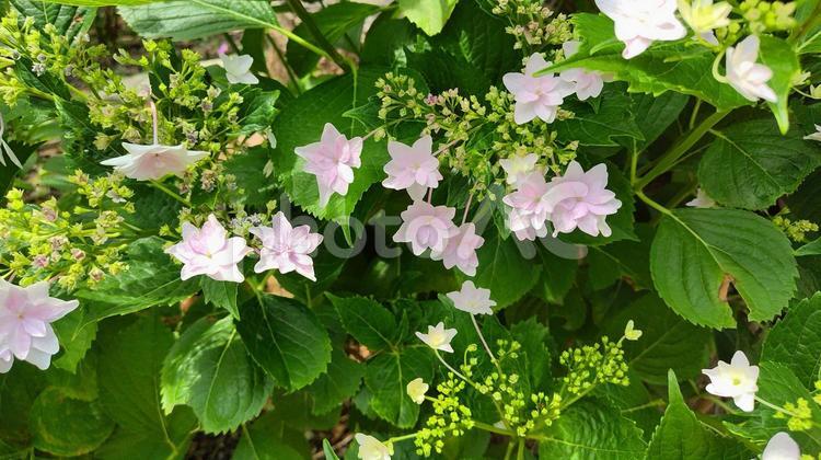 可愛い花びらのあじさい1 あじさい,花,植物の写真素材