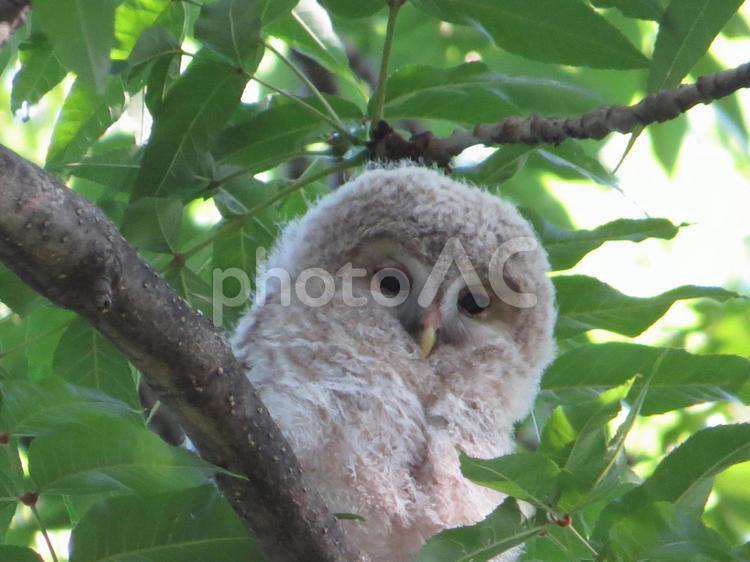 エゾフクロウ エゾフクロウ,ふわふわ,野鳥の写真素材