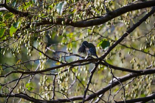 野鳥たちの朝活 野鳥たちの朝活の写真