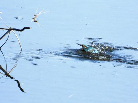 川面から飛び出るカワセミ 川面から飛び出るカワセミの写真