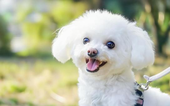 白くてフワフワなビションフリーゼ 白くてフワフワなビションフリーゼの写真