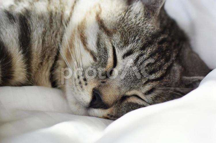 猫のいる風景 猫,ネコ,家猫の写真素材