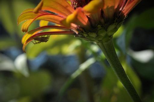 Hide and Seek with Zinnias, JPG