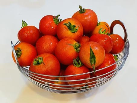 収穫されたミニトマトがかごにぎっしり 収穫されたミニトマトがかごにぎっしりの写真