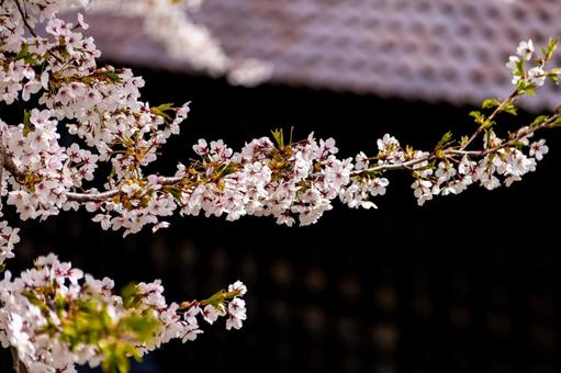 可憐に咲きほころぶ満開の桜の花 可憐に咲きほころぶ満開の桜の花 桜,瓦屋根,和風の写真素材