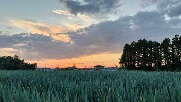 田舎の夕暮れ 夕暮れ,ネギ畑,長ネギの写真素材