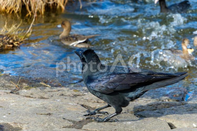 水辺を見つめるハシブトガラス ハシブトガラス,鳥,野鳥の写真素材
