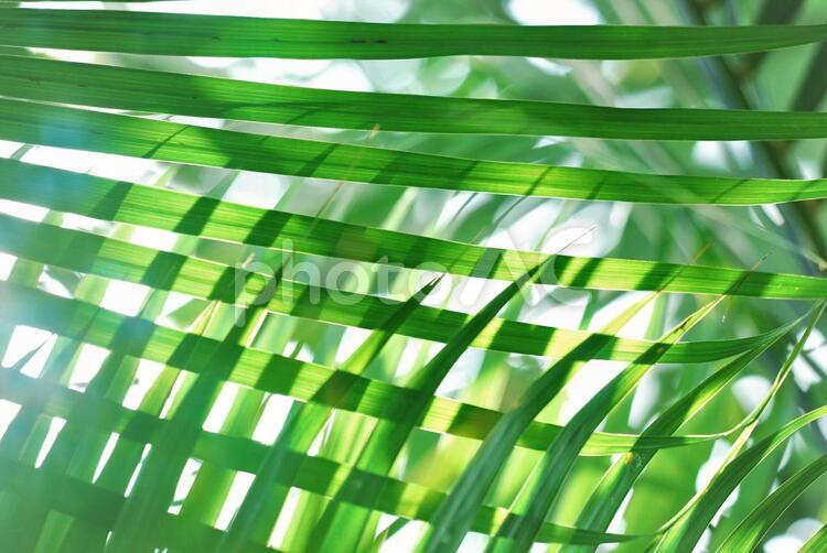 植物　ヤシ 植物,ヤシ,木漏れ日の写真素材