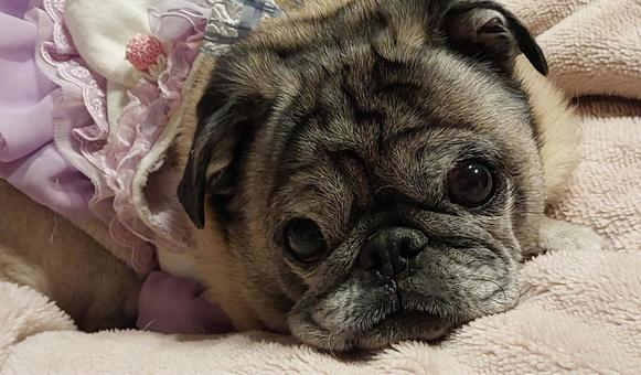 まったり パグ,pug,ペットの写真素材