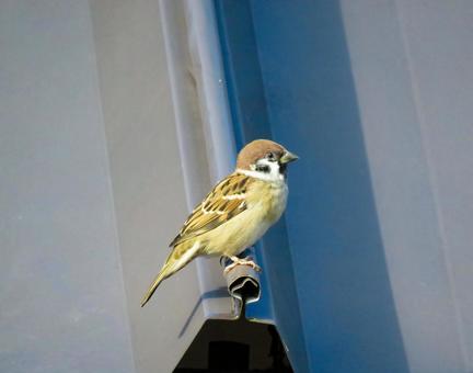 屋根の上に留まるスズメ 屋根の上に留まるスズメの写真