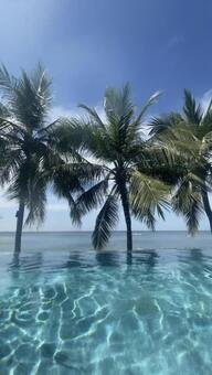 プールとヤシの木 ヤシの木,水辺,船の写真素材