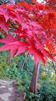 紅葉39 紅葉39の写真