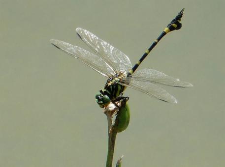 【昆虫写真】ウチワヤンマ(団扇蜻蜒) 【昆虫写真】ウチワヤンマ(団扇蜻蜒) ウチワヤンマ,団扇蜻蜒,蜻蛉の写真素材