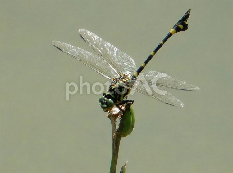 【昆虫写真】ウチワヤンマ（団扇蜻蜒） ウチワヤンマ,団扇蜻蜒,蜻蛉の写真素材