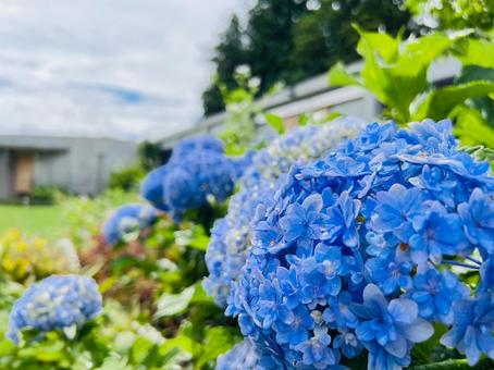Blue hydrangea flowers blooming in the garden, JPG