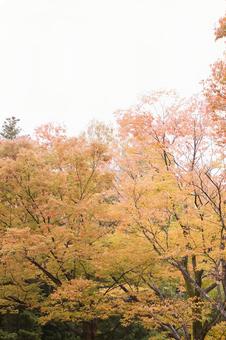 Photo, autumn, autumn leaves, wood, 