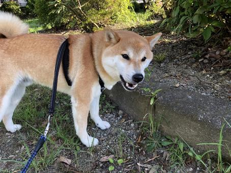 草を食べる散歩中の犬 草を食べる散歩中の犬 犬,柴犬,イヌの写真素材