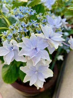 アジサイ 紫陽花,梅雨,夏の写真素材