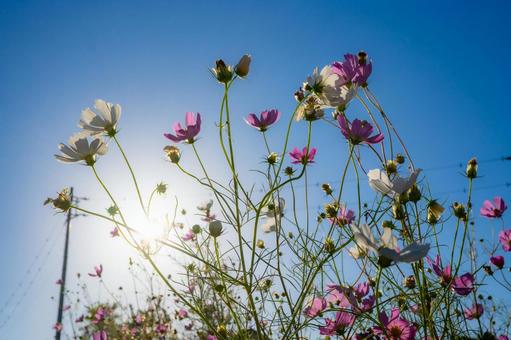 コスモスと青空5 コスモスと青空5 コスモス,秋桜,草花の写真素材