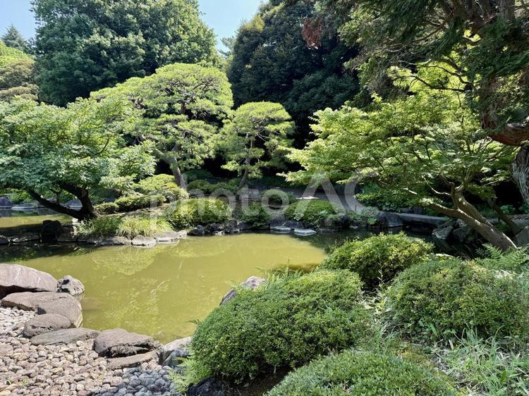 旧古河邸  旧古河庭園  7月の日本庭園 夏,ガーデン,旧古河庭園の写真素材