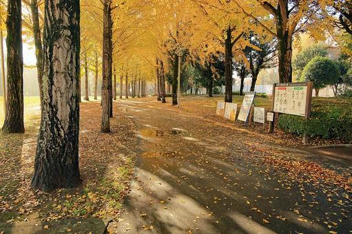 つくば市の科学万博記念公園の銀杏並木 科学万博記念公園,銀杏並木,イチョウの写真素材