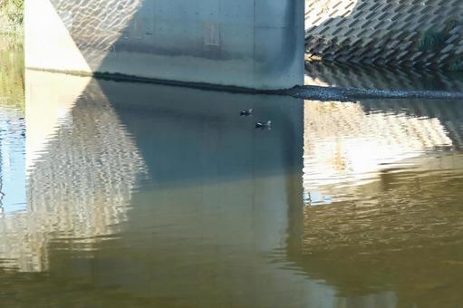 水面を移動してるカモ 水面を移動してるカモ 水面,カモ,移動の写真素材