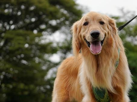 公園で出会ったゴールデン① 公園で出会ったゴールデン① 犬,ゴールデン,ゴールデンレトリバーの写真素材