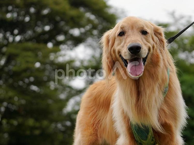 お散歩ワンコ（ゴールデンレトリバー） 犬,ゴールデン,ゴールデンレトリバーの写真素材