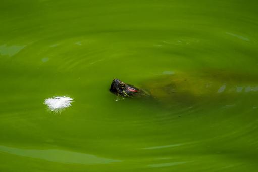 Photo, turtle, mississippi red turtle, green turtle, 