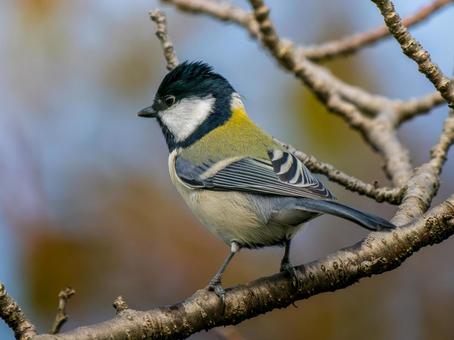 枝にとまるシジュウカラ シジュウカラ,野鳥,鳥の写真素材