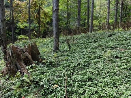 洞爺湖の中島にて切り株など 切り株,木々,自然の写真素材