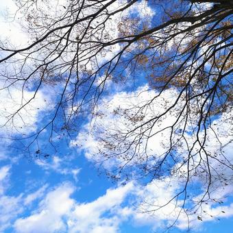空と木々 空と木々の写真
