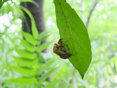 Cicada shell, JPG Cicada shell, JPG