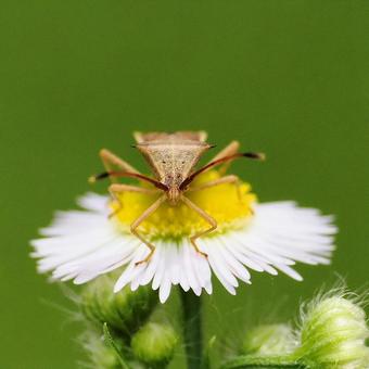 ハリカメムシ ハリカメムシの写真