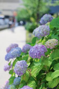 スナップフォト 〜紫陽花〜 スナップフォト 〜紫陽花〜の写真