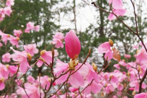 ヤシオツツジ(蕾) ヤシオツツジ(蕾)の写真