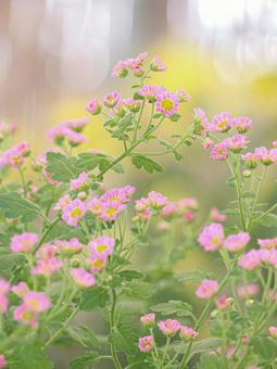 菊 菊 菊,菊の花,キクの写真素材