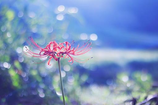 Morning light and red spider lilies, JPG Morning light and red spider lilies, JPG