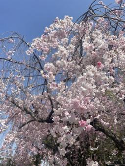 Photo, cherry blossoms, sakura, pink, 