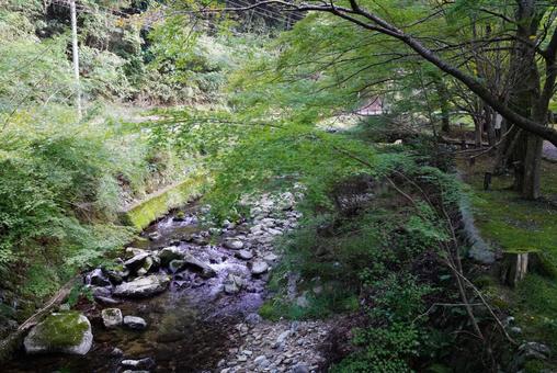川辺のもみじ モミジ,川,葉の写真素材