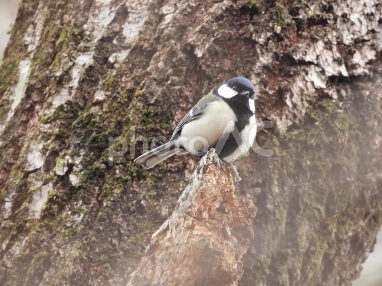 小根山野鳥の森で撮ったシジュウカラ 鳥,野鳥,自然の写真素材