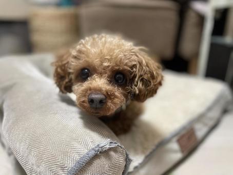 トイプードル トイプードル,ブラウン,ふわふわの写真素材