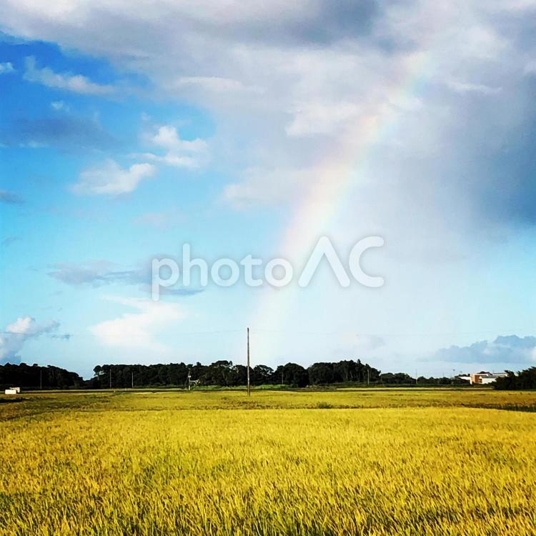 田んぼと虹 虹,田んぼ,稲の写真素材