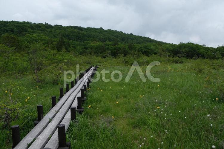 世界谷地原生花園（栗駒山）の木道 世界谷地,世界谷地原生花園,宮城県の写真素材