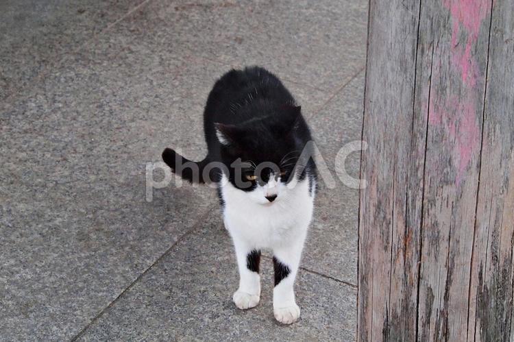 春のたそがれの公園猫 ネコ,猫,公園猫の写真素材