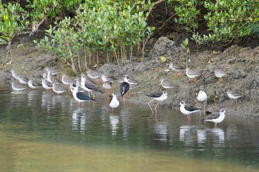 アカアシシギ アカアシシギ アカアシシギ,シギ,野鳥の写真素材