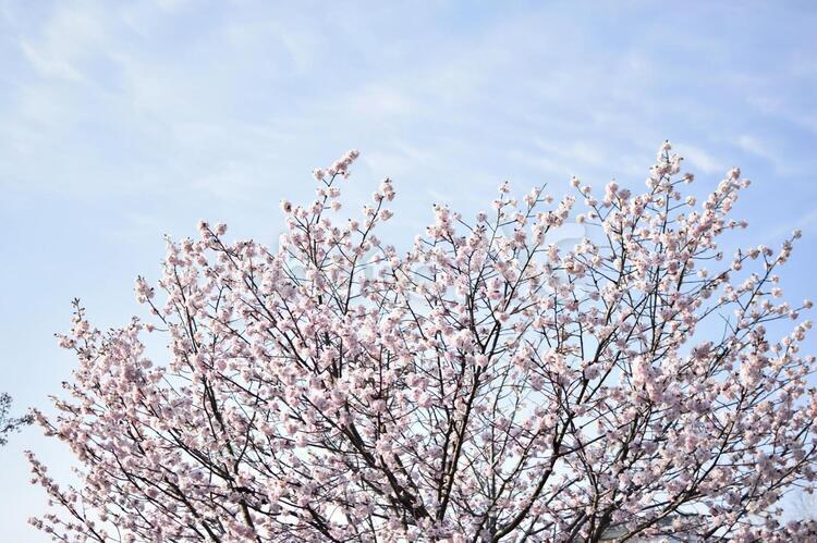 令和元年の桜１５ 桜,桜の花,桜の木の写真素材