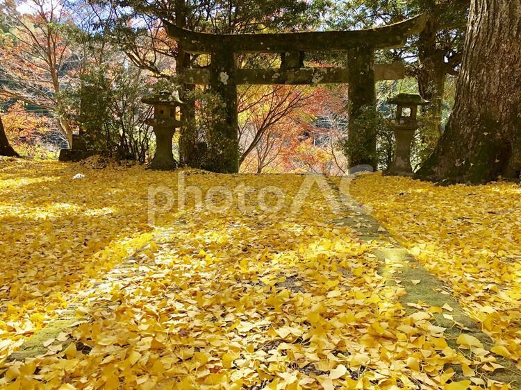 いちょう03 銀杏,いちょう,イチョウの写真素材